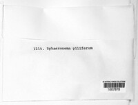 Sphaeronaema piliferum image